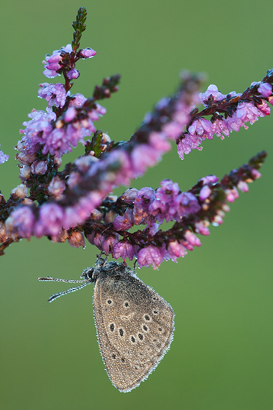 Gentiaanblauwtje | Phengaris alcon op heidestruik.
