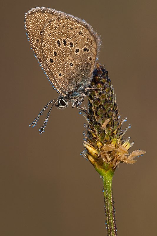 Portret Gentiaanblauwtje | Phengaris alcon.