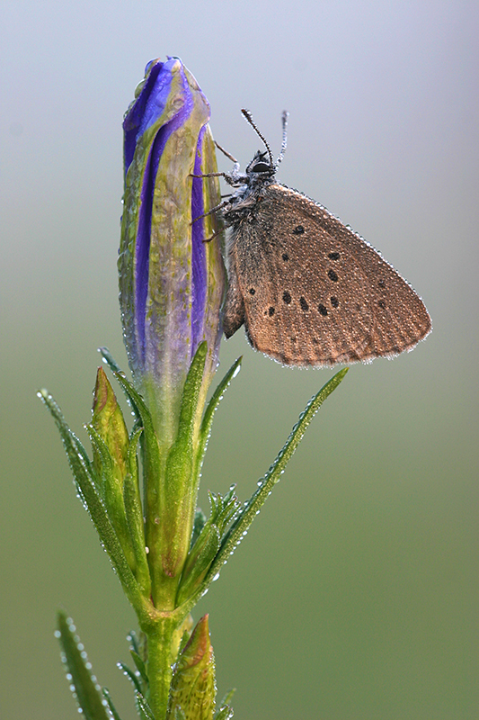 Gentiaanblauwtje met een wit eitje op de Klokjesgentiaan.