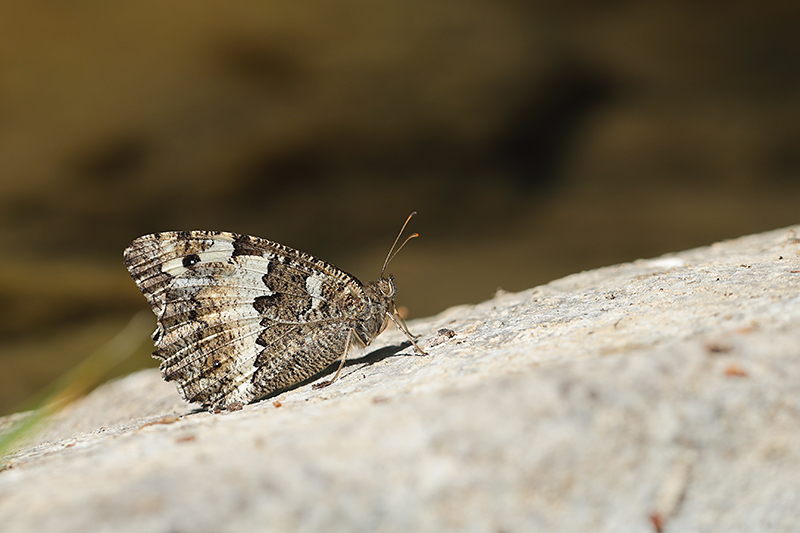Grote boswachter | Hipparchia fagi