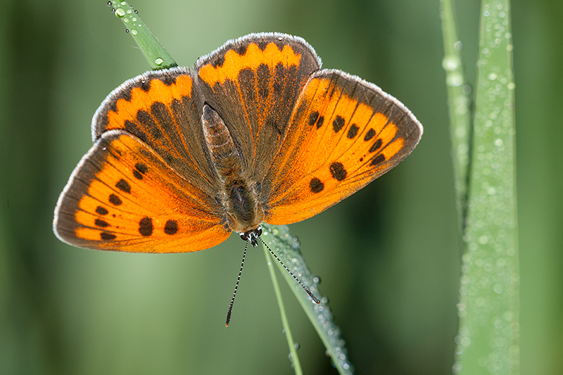 Mannetje Grote vuurvlinder bovenzijde