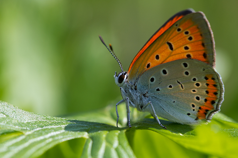 Mannetje Grote vuurvlinder op uitkijk