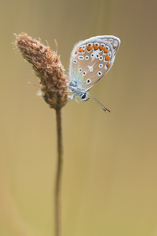 Icarusblauwtje | Polyommatus icarus