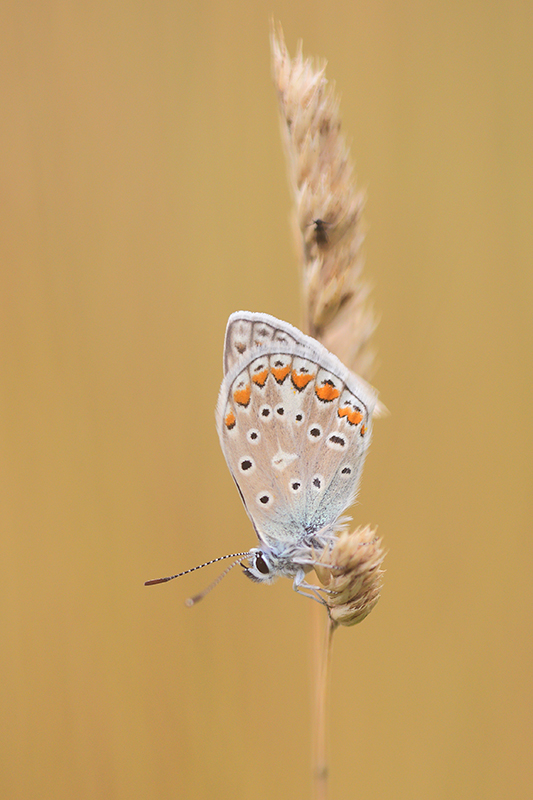 Icarusblauwtje | Polyommatus icarus