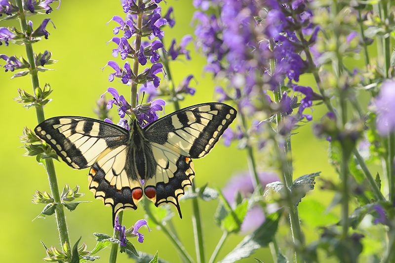 Bovenaanzicht, prachtige verse, Koninginnenpage | Papilio machaon