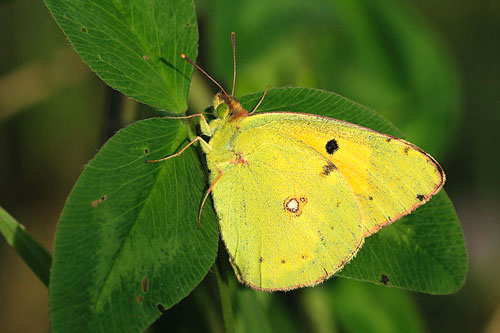 Oranje luzernevlinder | Colias crocea
