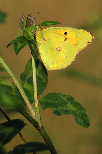 Oranje luzernevlinder | Colias crocea