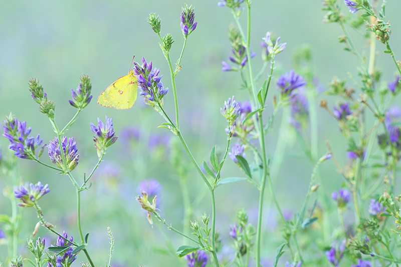 Oranje luzernevlinder | Colias crocea tussen de Luzerne