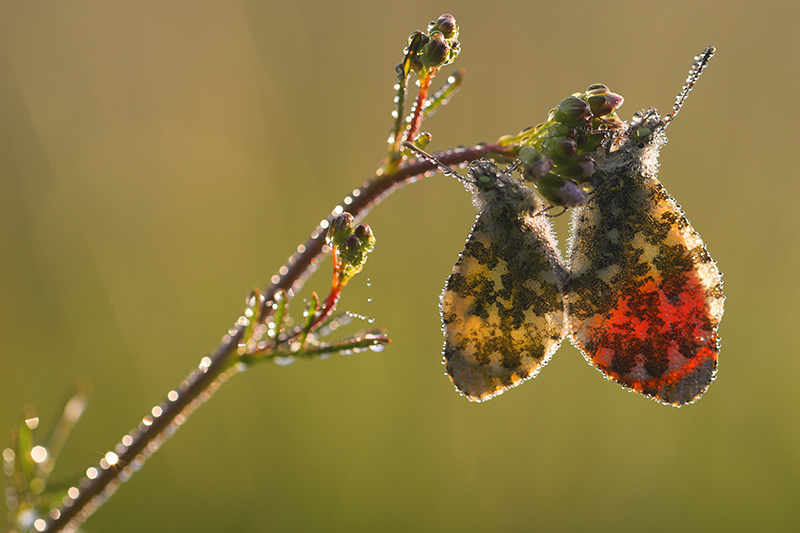 Oranjetipje | Anthocharis cardamines