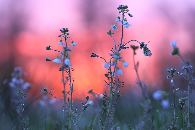 Oranjetipje bij zonsopkomst.