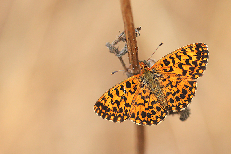 Paarse (Akker) parelmoervlinder | Boloria dia