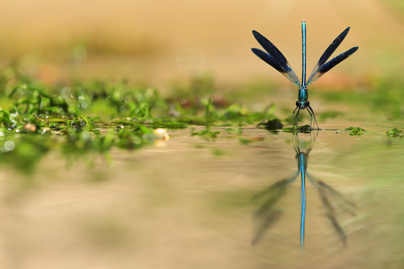 Iberische beekjuffer | Calopteryx xanthostomagefotografeerd liggend in de rivier.