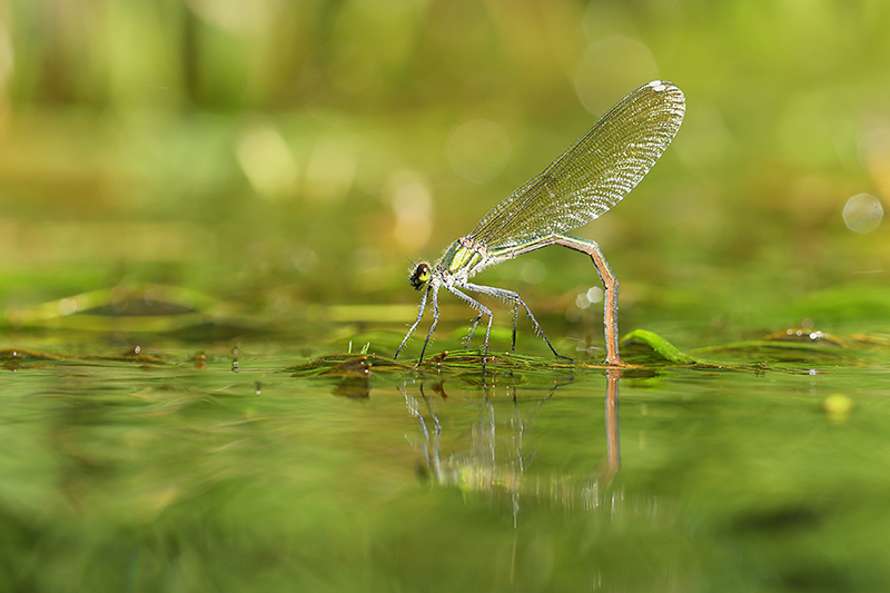 Vrouwtje Iberische beekjuffer | Calopteryx xanthostoma zet eitjes af.