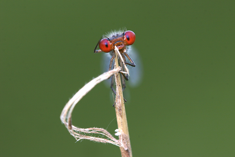 Kleine roodoogjuffer | Erythromma viridulum