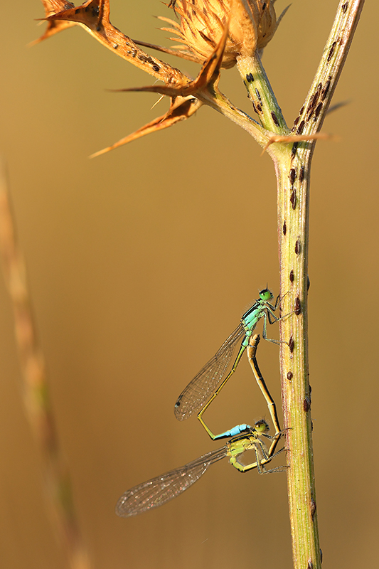 Lantaarntje | Ischnura elegans