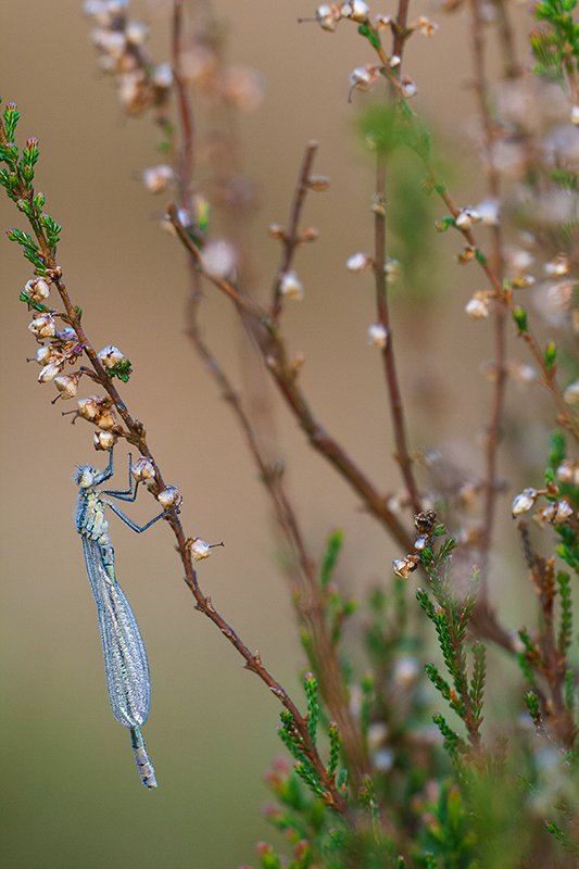 Maanwaterjuffer | Coenagrion lunulatum