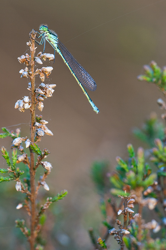 Maanwaterjuffer | Coenagrion lunulatum