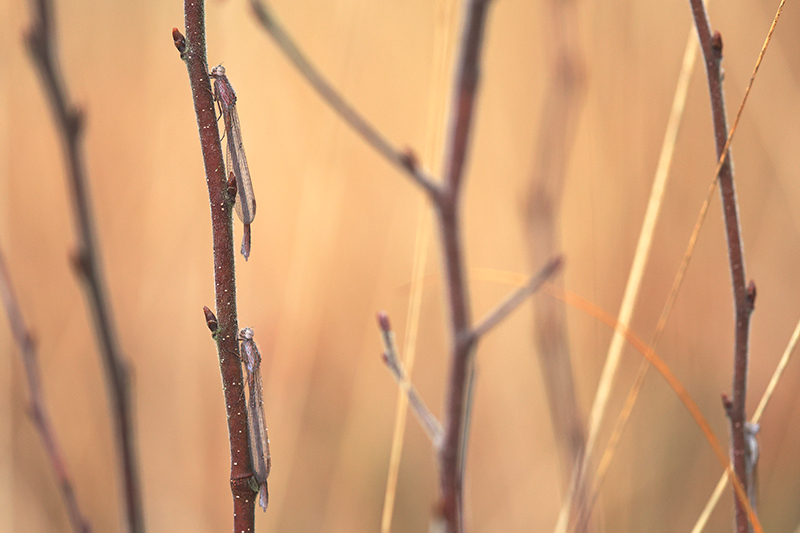 Meerdere winterjuffers bij elkaar.