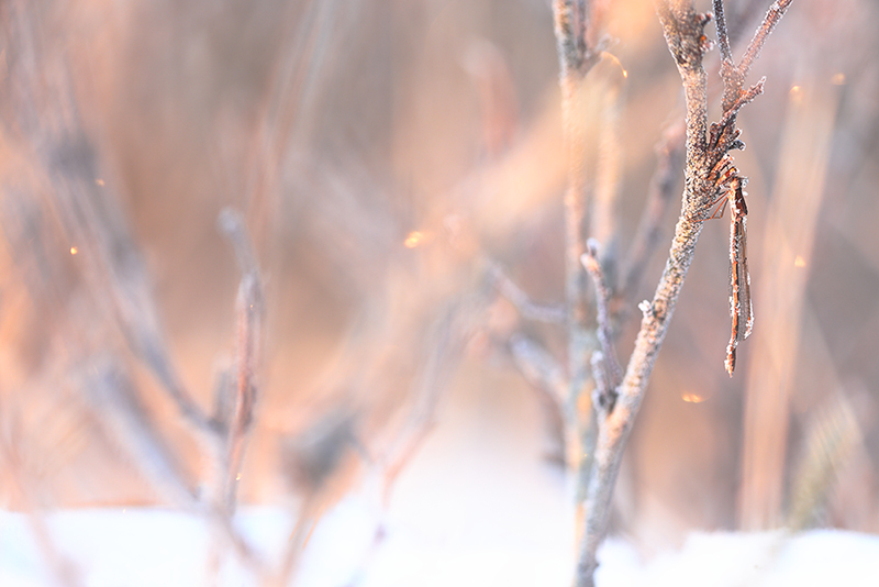 Noordse winterjuffer met rijp in een winters landschap.