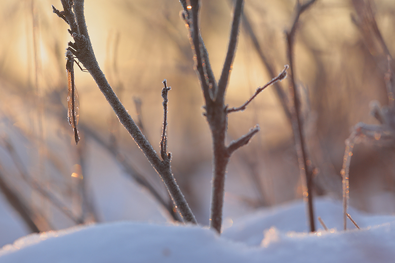 Noordse winterjuffer in een winterlandschap.