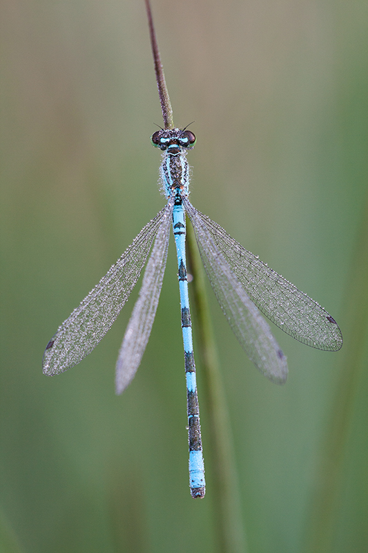 De kenmerkende speerpunt met steeltje op segment 2.