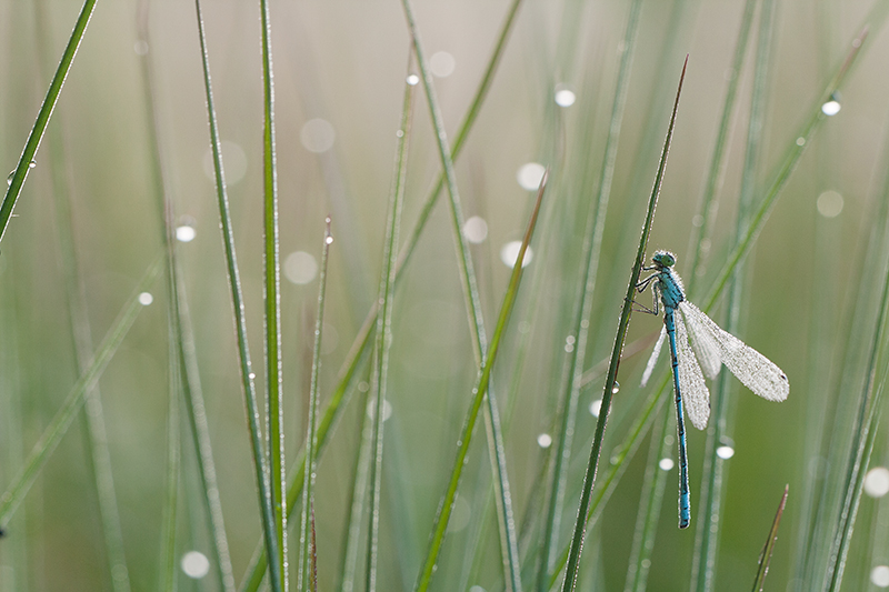 Speerwaterjuffer onder de dauw.