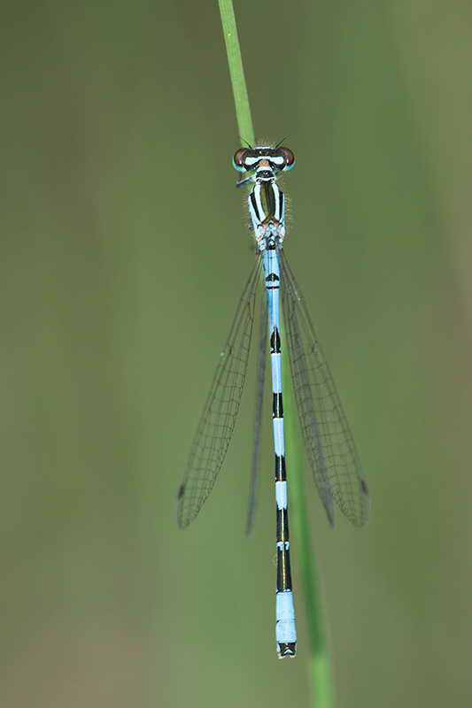 De kenmerkende speerpunt met steeltje op segment 2.