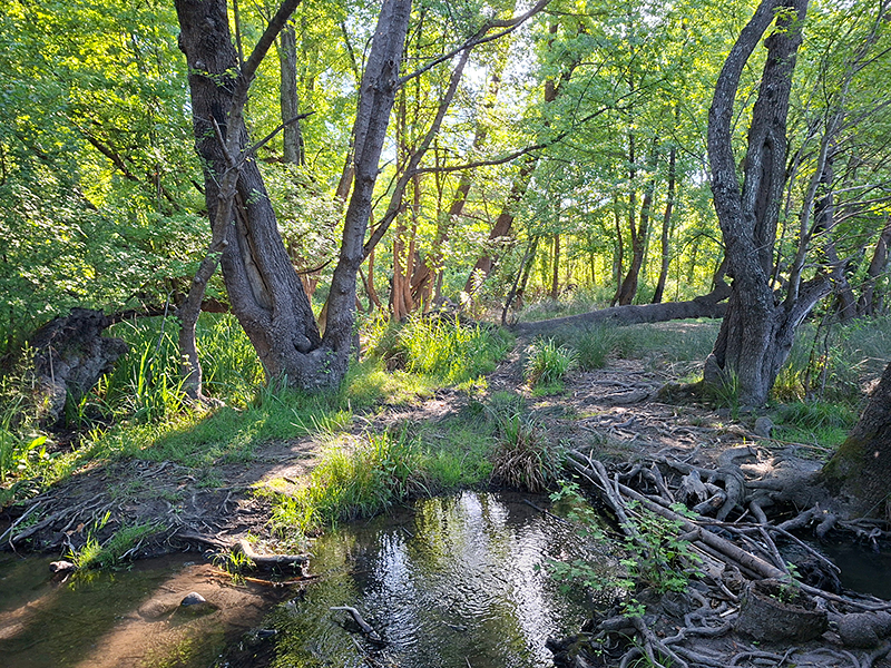 Habitat Turkse koraaljuffer | Ceriagrion georgifreyi in Turkije.