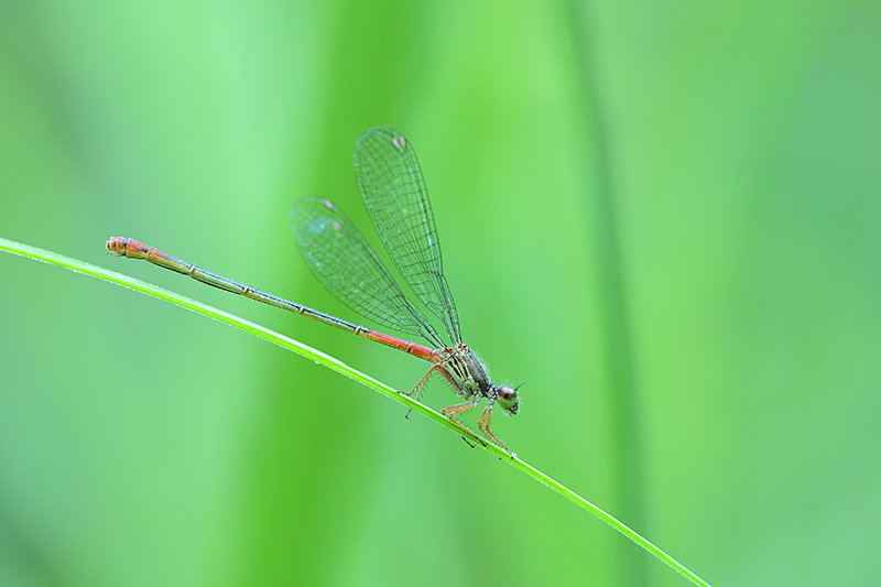 Vrouwtje Turkse koraaljuffer | Ceriagrion georgifreyi