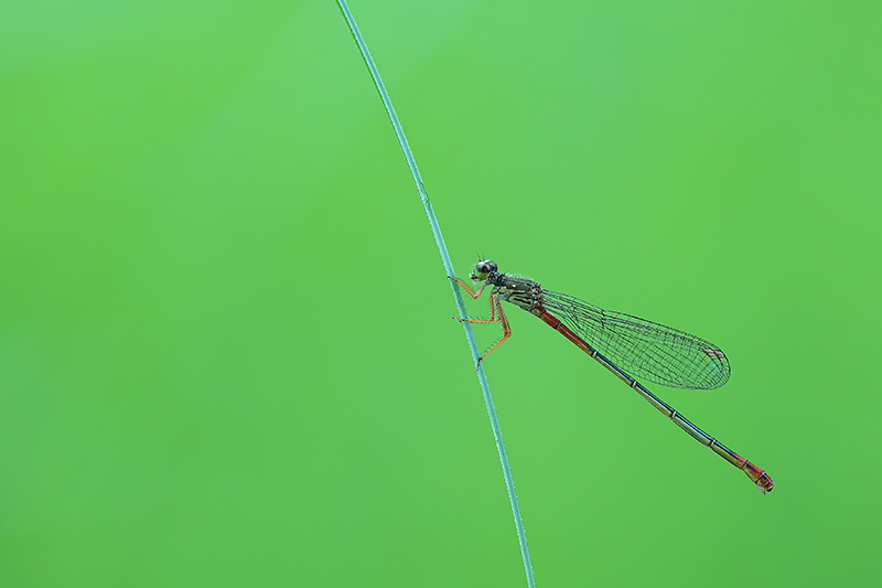 Vrouwtje Turkse koraaljuffer | Ceriagrion georgifreyi