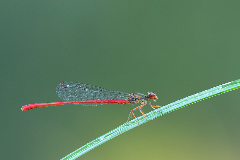 Fel rood waterjuffertje op groen blad.