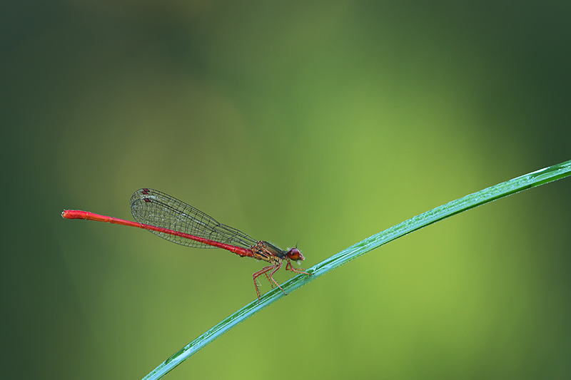 Mannetje Turkse koraaljuffer | Ceriagrion georgifreyi