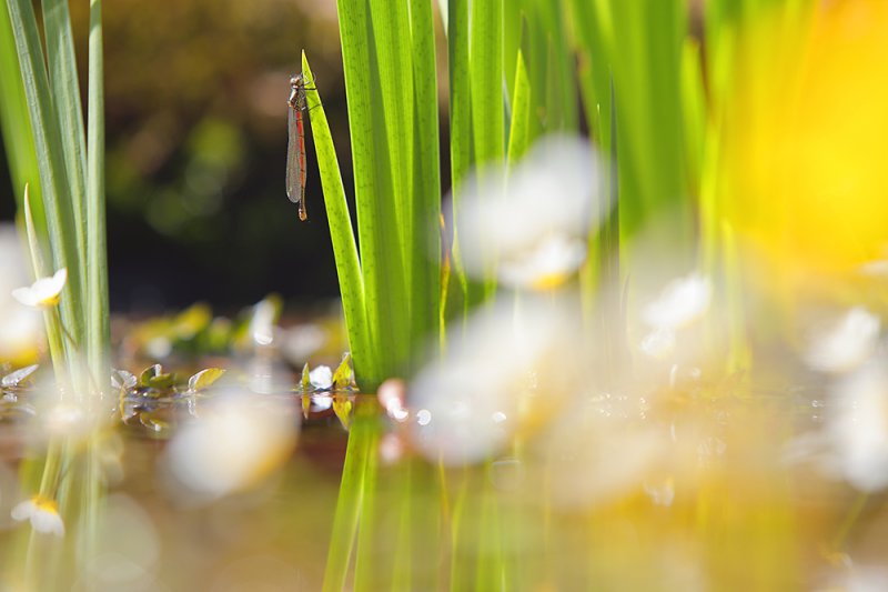 Vuurjuffer tussen de Waterranonkel