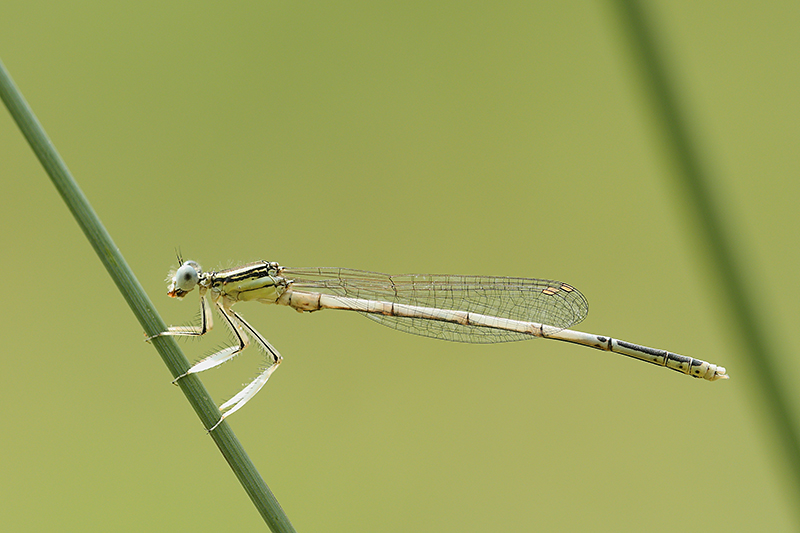 Witte breedscheenjuffer | Platycnemis latipes