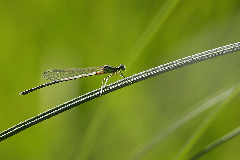 Witte breedscheenjuffer | Platycnemis latipes