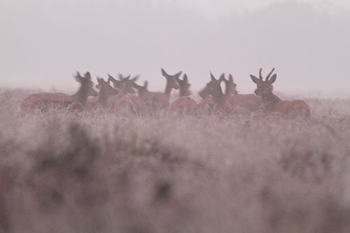 Edelhert | Cervus elaphus